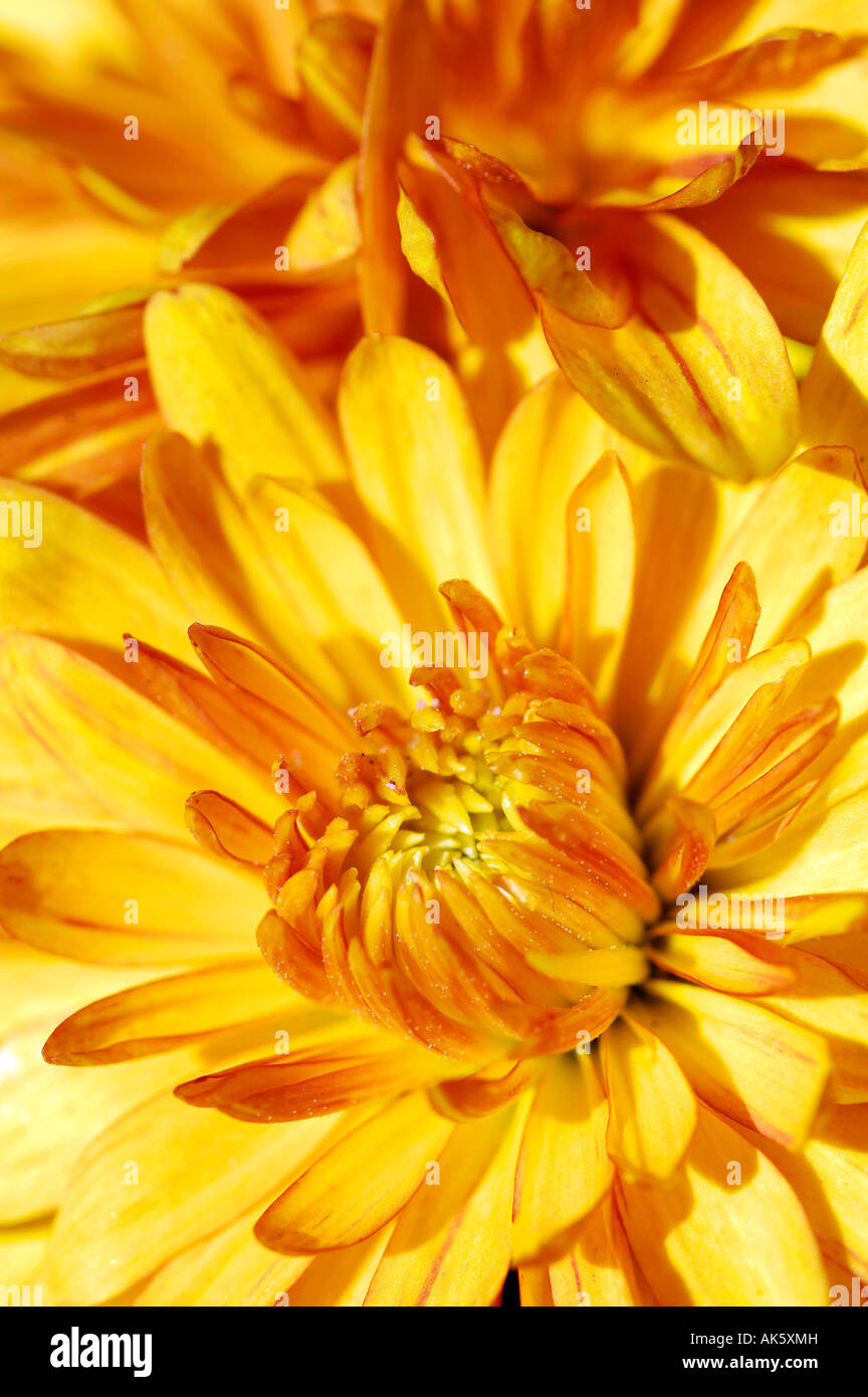 Chrysanthemum Stock Photo