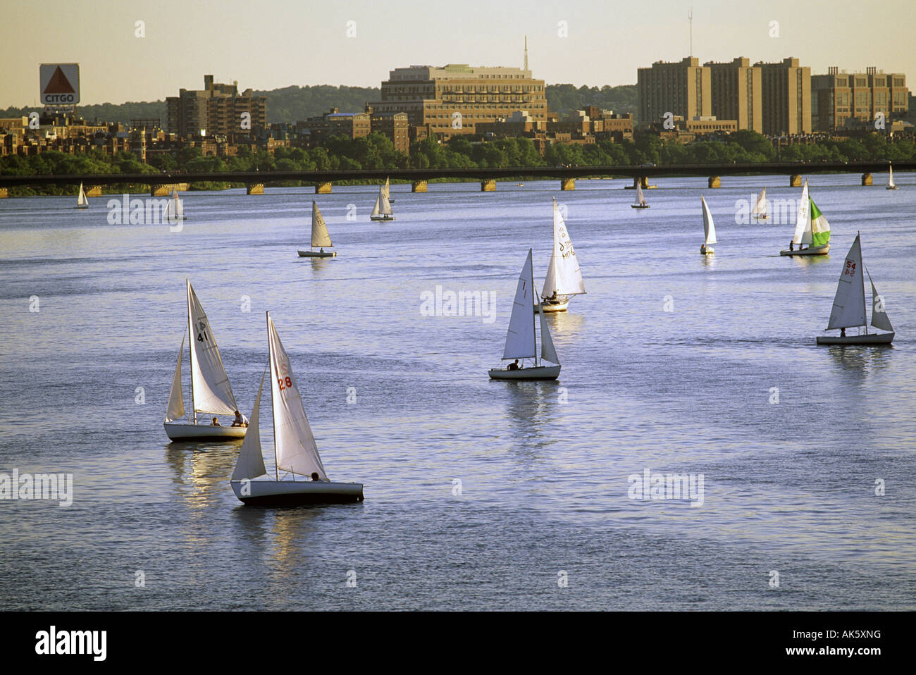 Sail boats on the Charles River in Boston Stock Photo Alamy