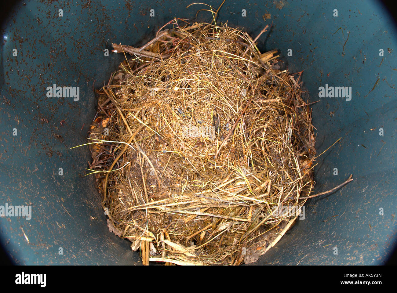 Compost bin with dried grass at home in the process of composting down Stock Photo Alamy