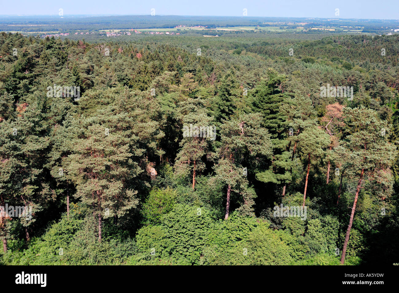 Mixed forest Stock Photo