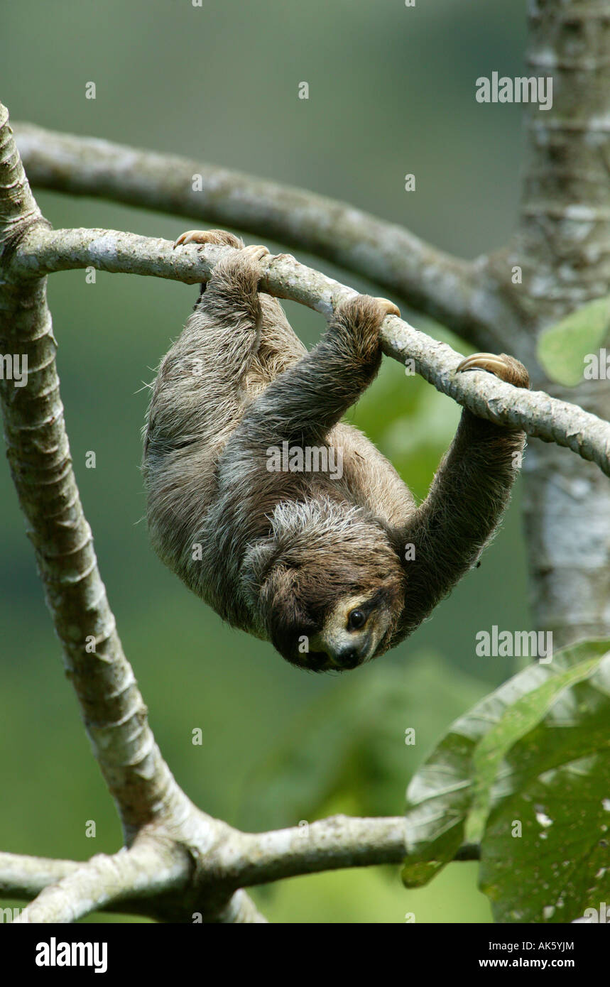 Three-toed Sloth, Bradypus variegatus, in the 265 hectares rainforest Metropolitan park, Panama City, Republic of Panama. Stock Photo