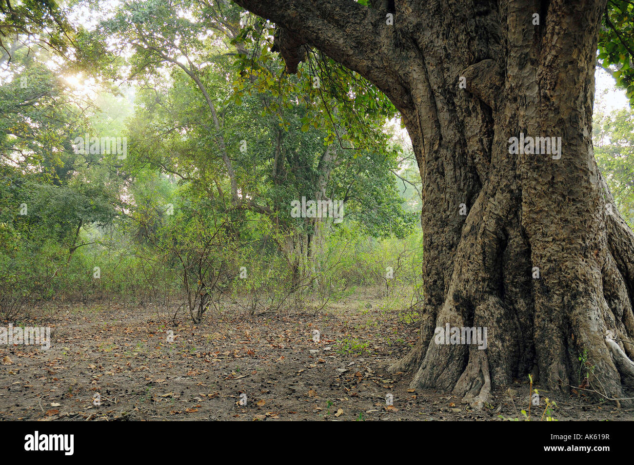India forest landscapes hi-res stock photography and images - Alamy
