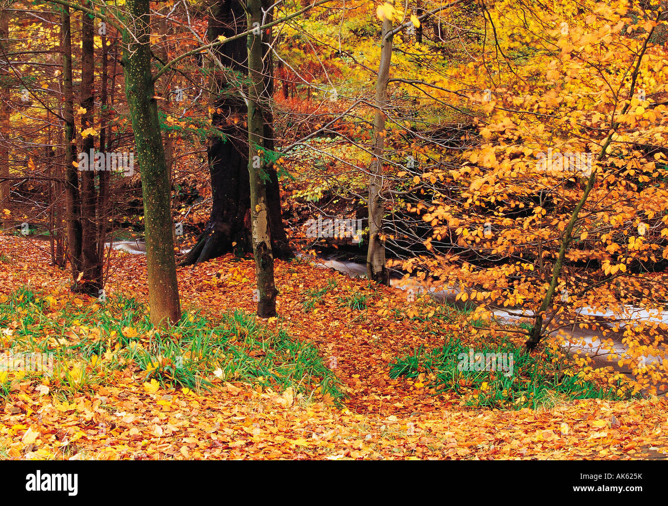 United Kingdom, England, Derbyshire, Woodland, Autumn, Stock Photo