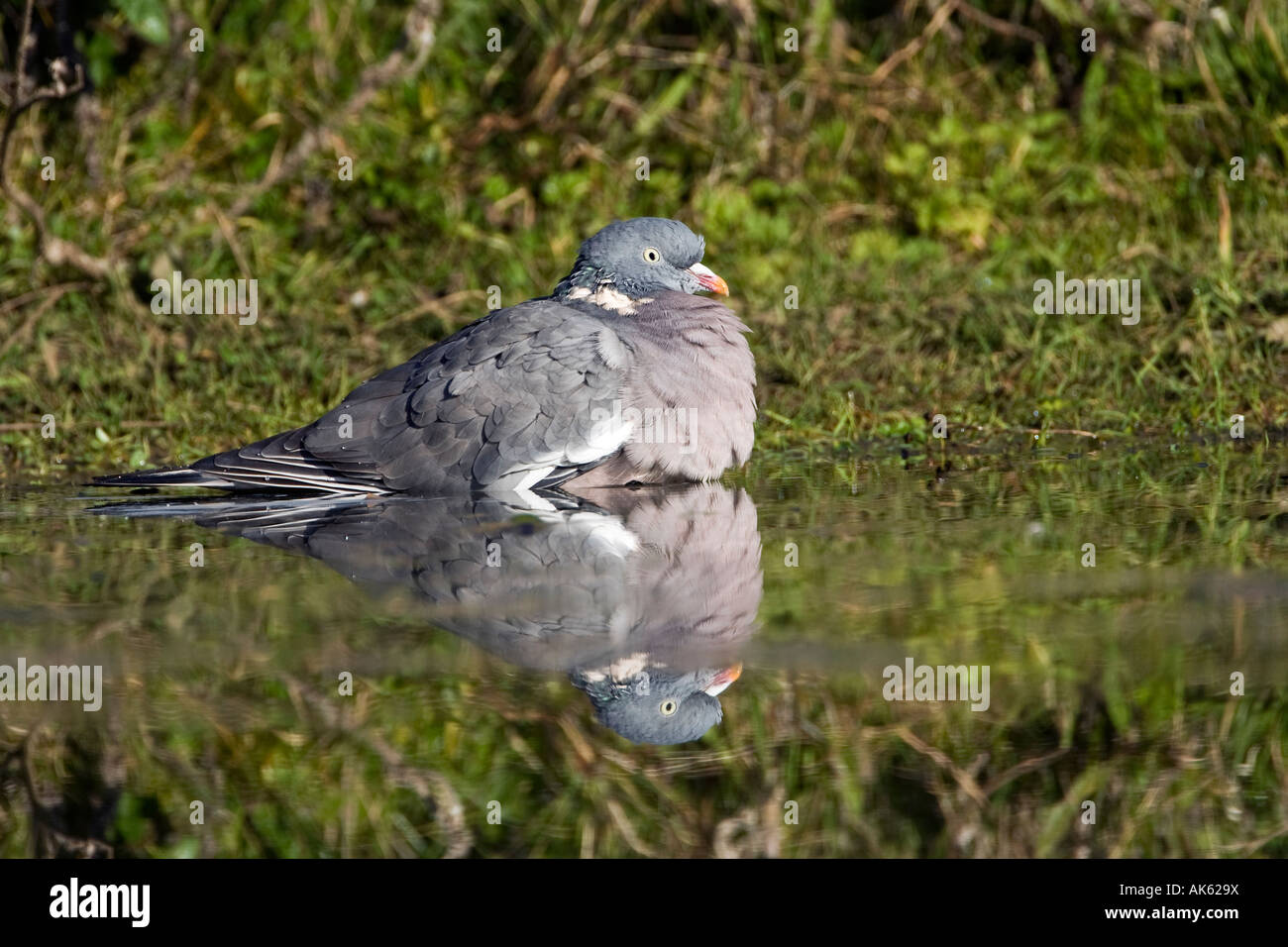 Wood Pigeon Columbus palumbus sat in water ready to bathe with refection in water Potton Bedfordshire Stock Photo