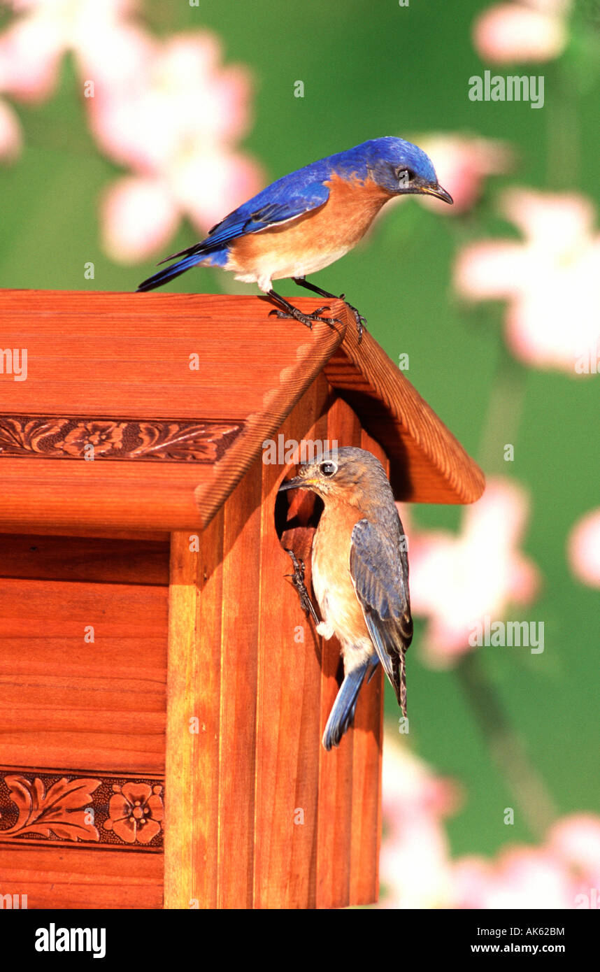 Eastern Bluebirds on Nest Box Stock Photo
