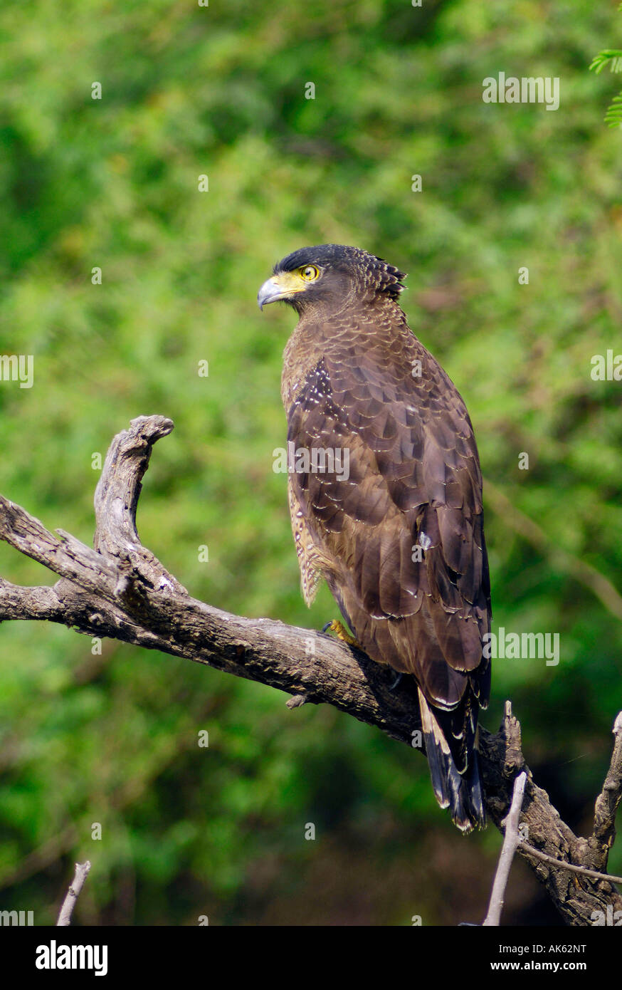 Crested Serpent Eagle Stock Photo - Alamy