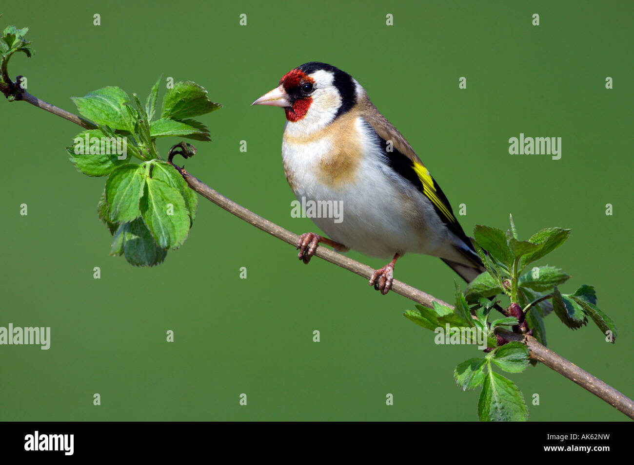 Here this is stieglitz hires stock photography and images Alamy