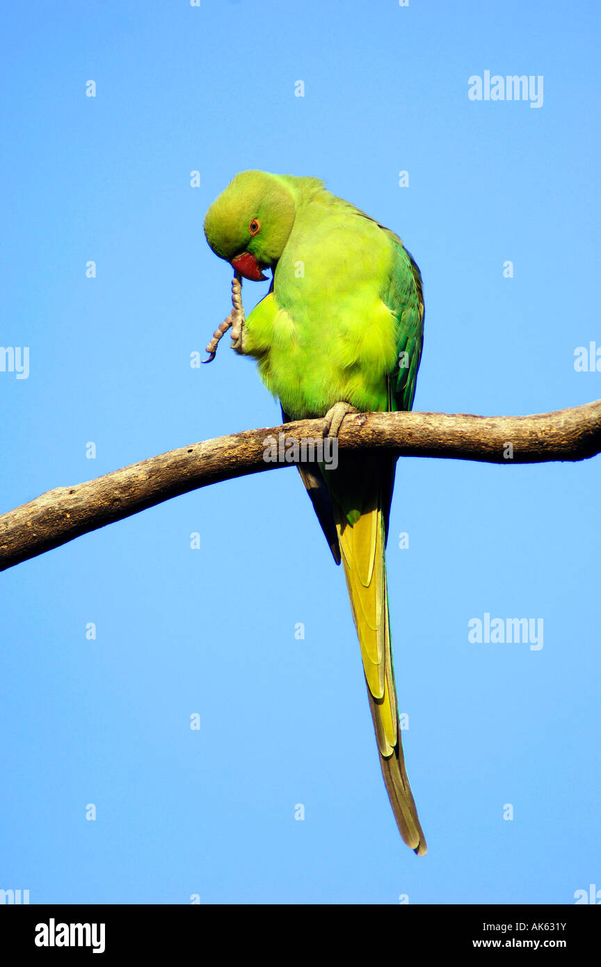Page 7 - India Parrots High Resolution Stock Photography and Images - Alamy