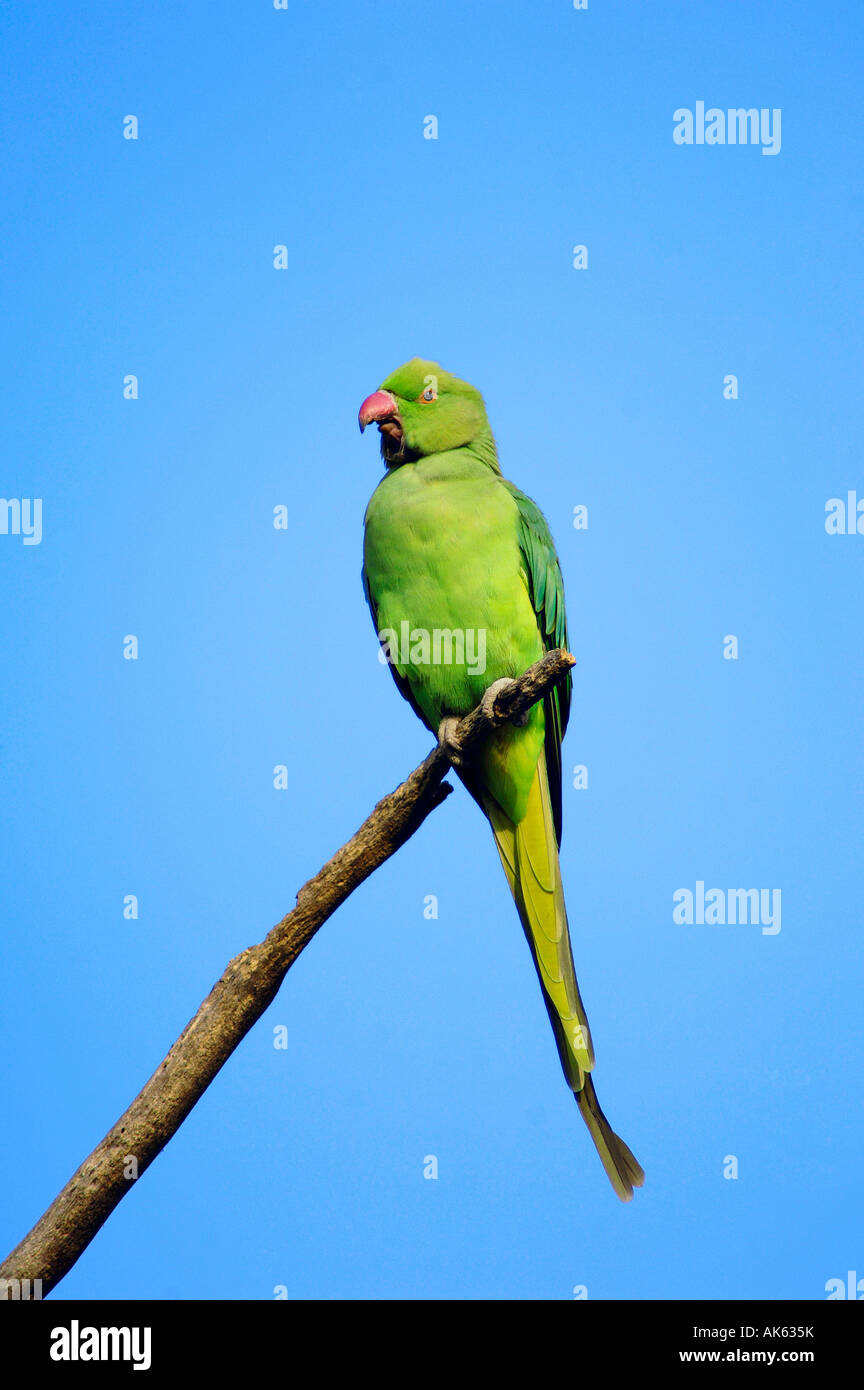 Parrot yawning hires stock photography and images Alamy