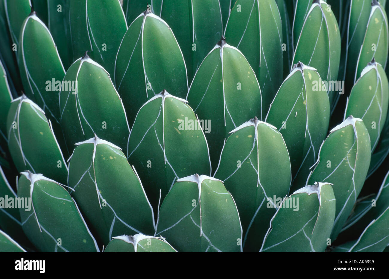 Agave spec hi-res stock photography and images - Alamy