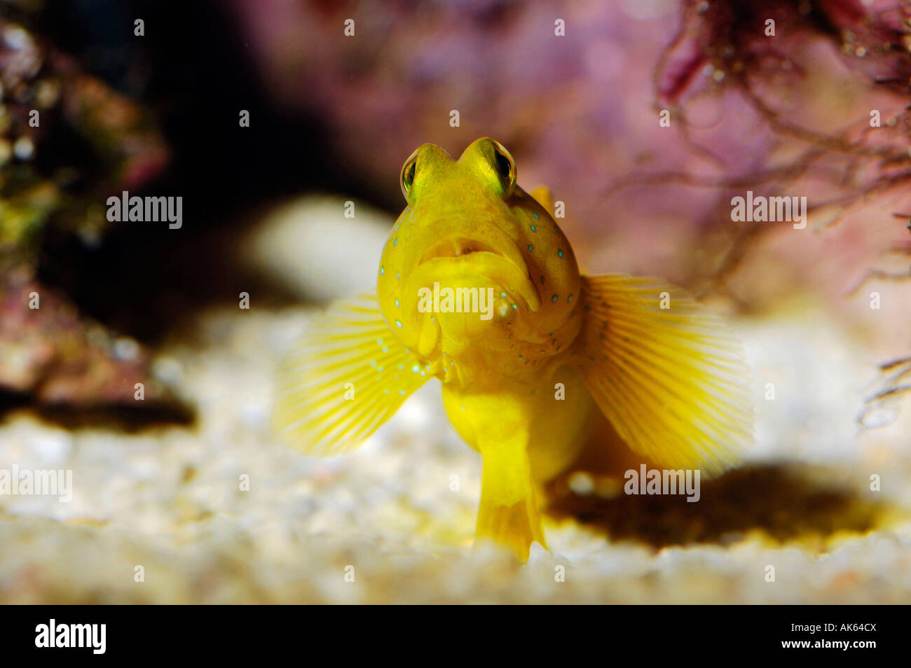 Yellow Shrimp Goby Stock Photo