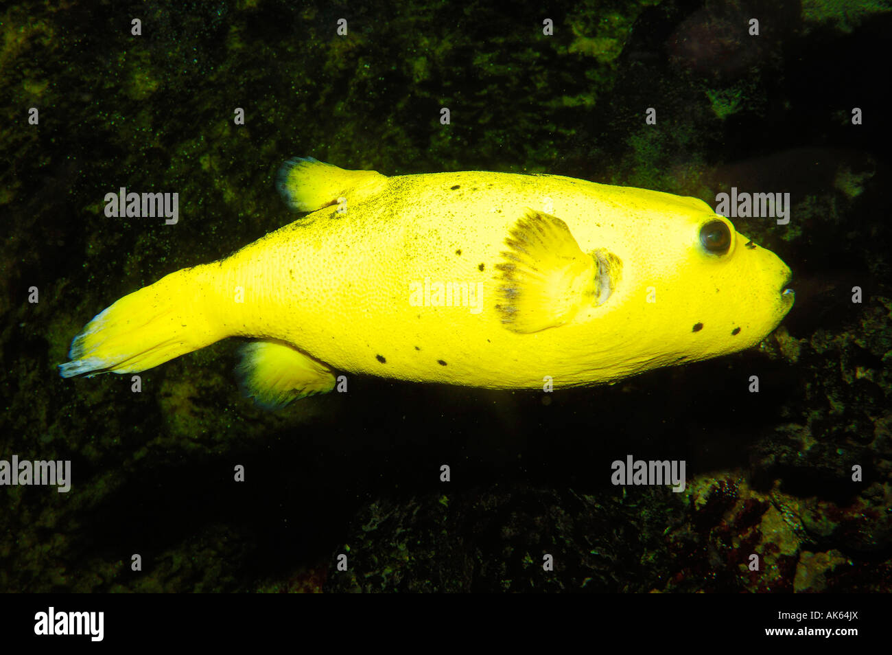 Golden puffer fish hi-res stock photography and images - Alamy