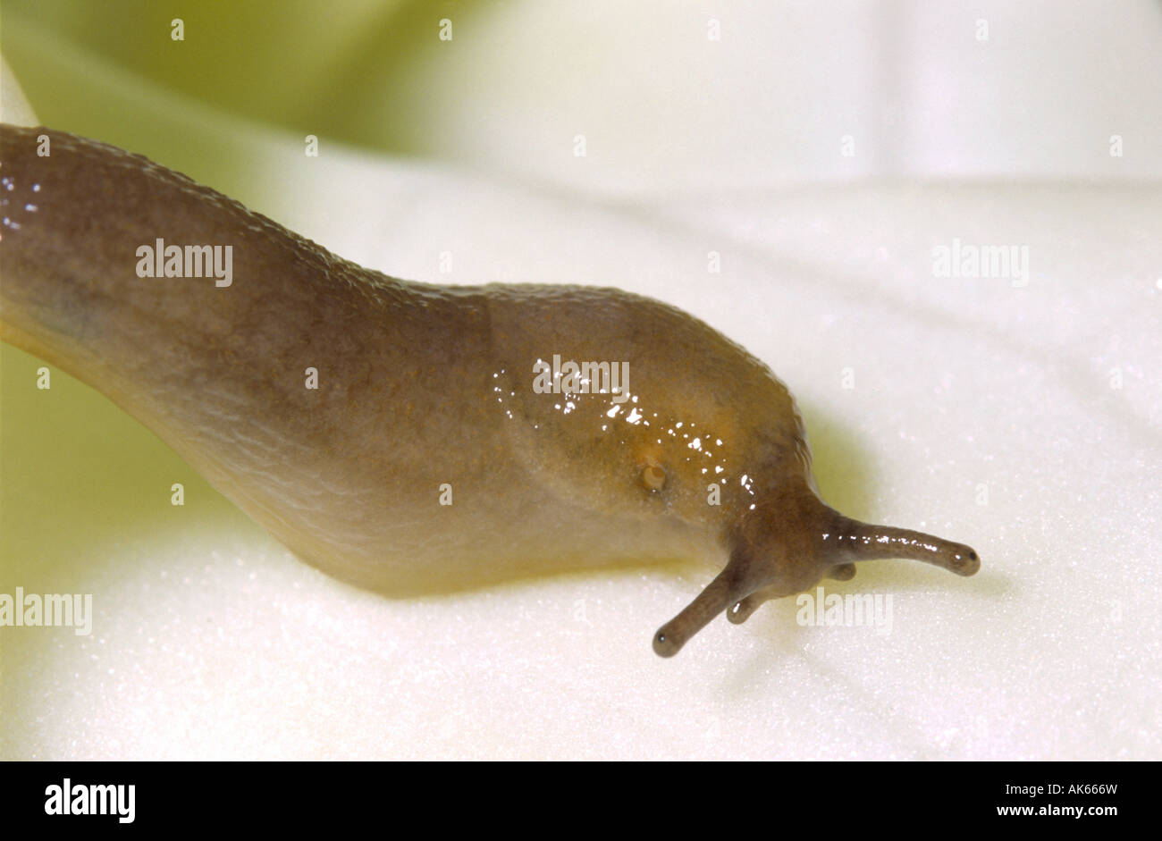 Southern pest hi-res stock photography and images - Alamy