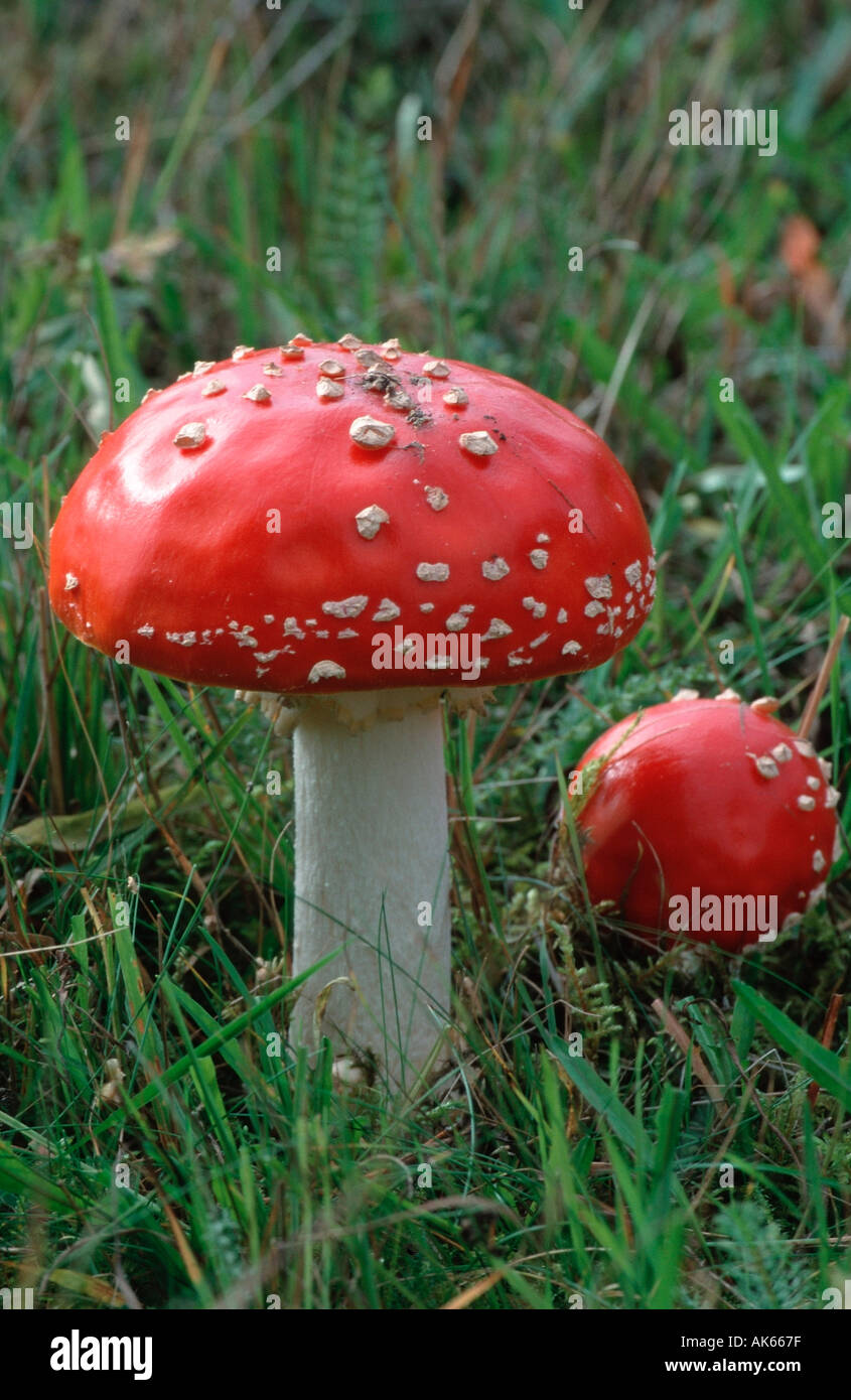 Fly Amanita Mushrooms Sweden Amanita Muscaria Fliegenpilze Schweden