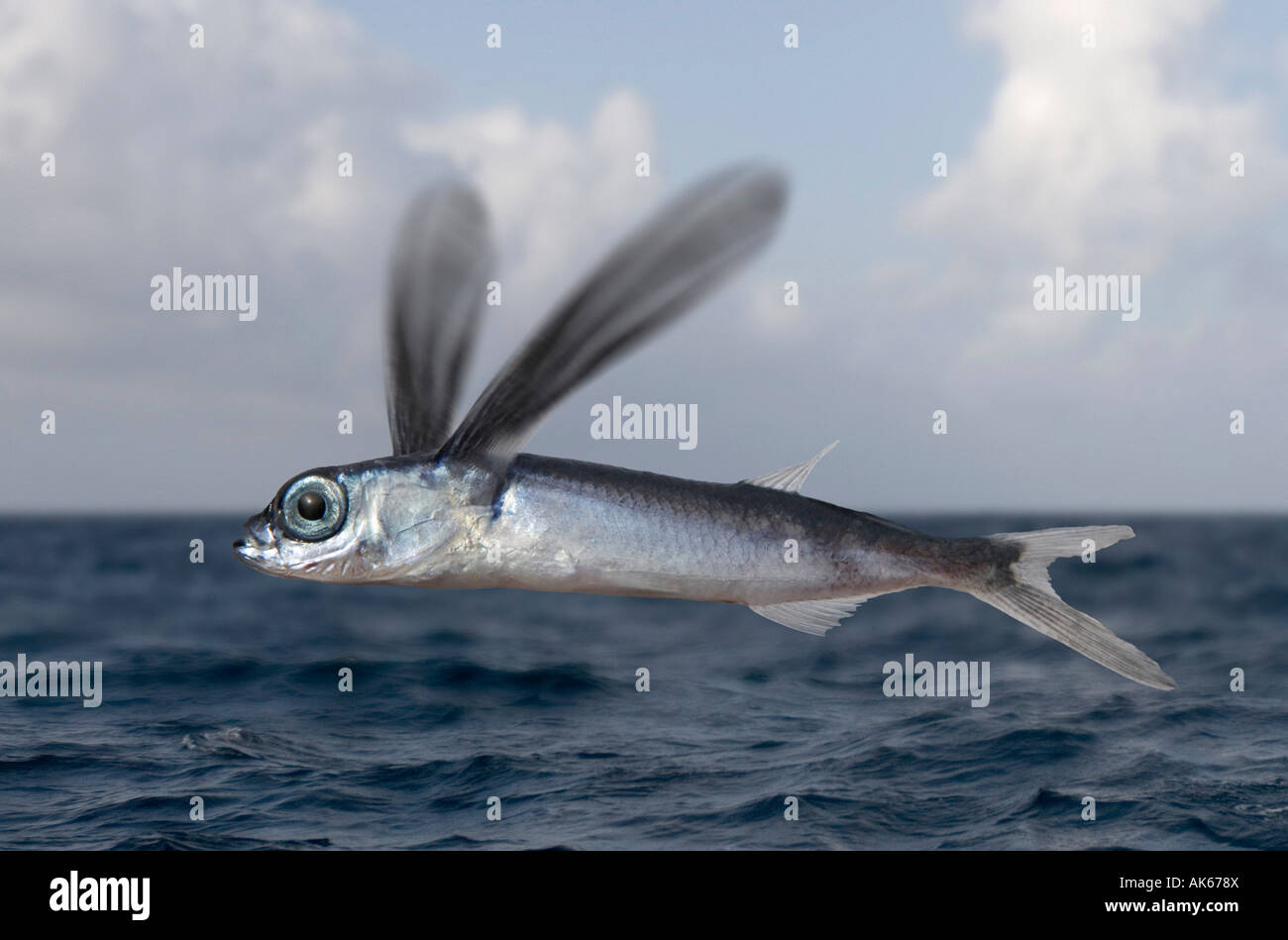 Flying fish Stock Photo