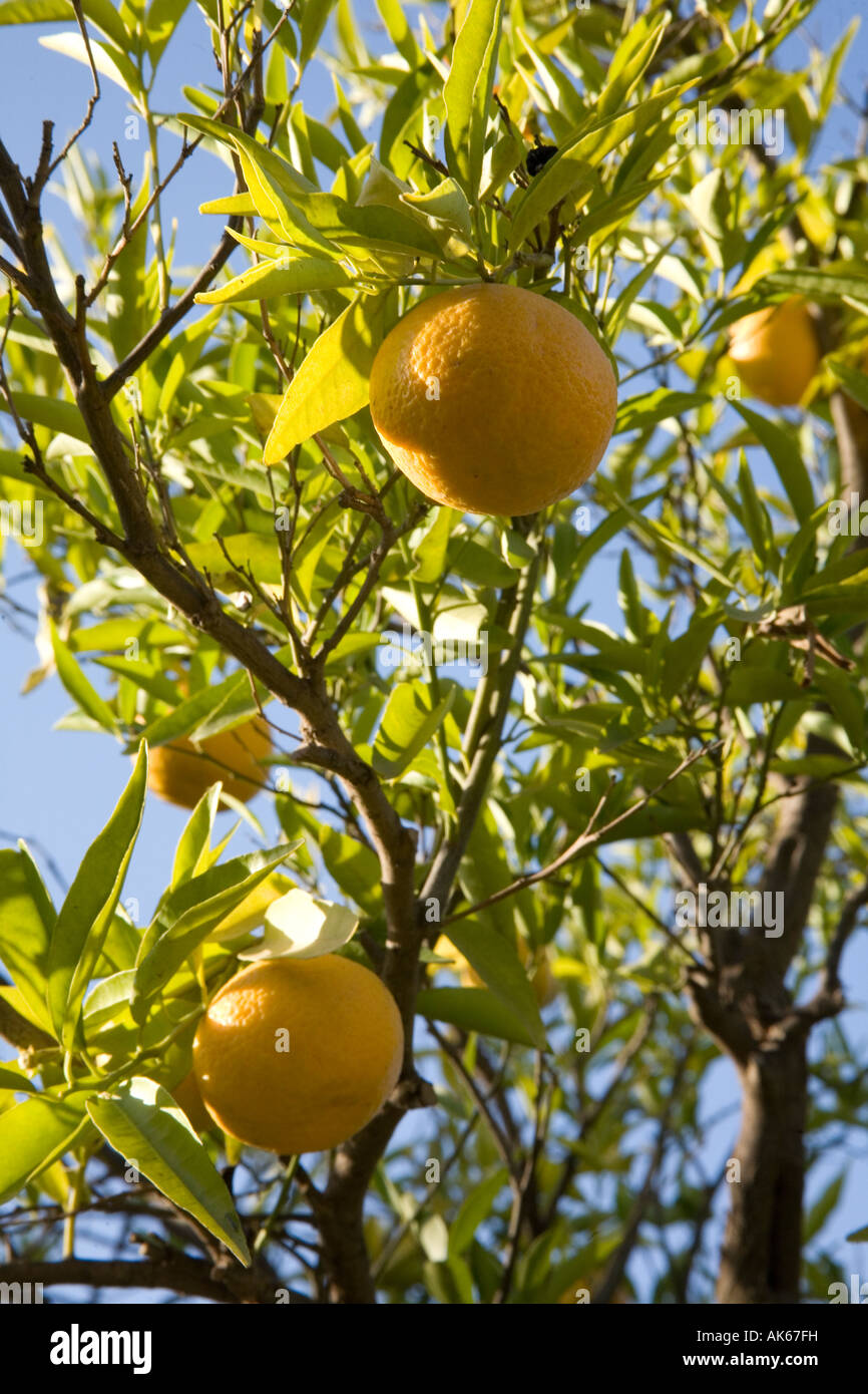 Oranges ripening on the tree Marrakesh Morocco. Stock Photo
