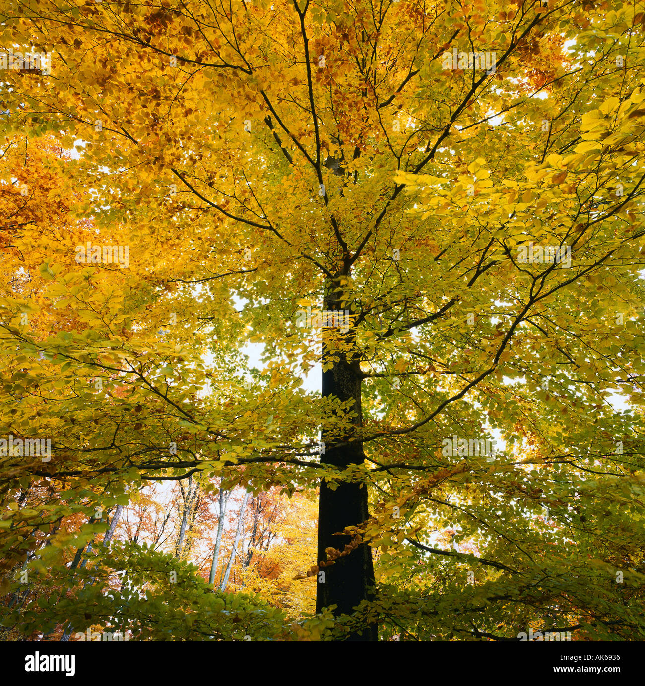 Deciduous forest in autumn Baden Wurttemberg Germany Laubwald im Herbst Pfinztal Kraichgau Baden