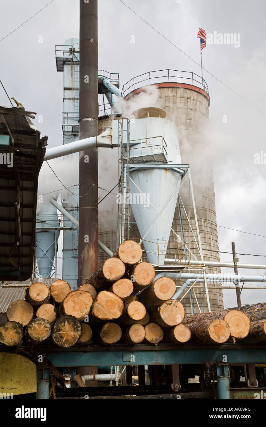 Arbor Vitae Wisconsin Logs entering the sawmill at the Pukall Lumber