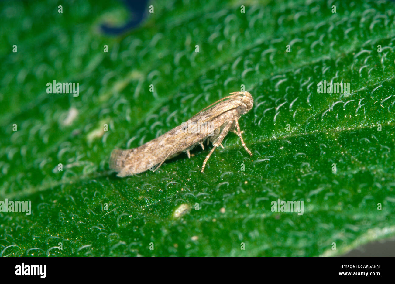 Potato tuber moth is a pest throughout the world wherever potatoes are grown. Stock Photo