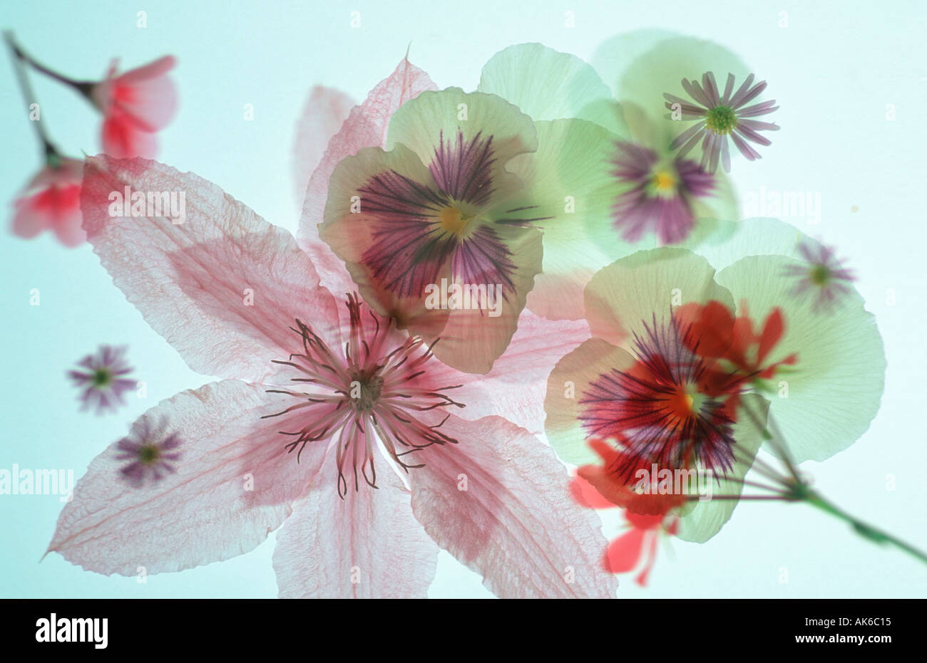 Blossoms Blueten abstrakt abstract Stock Photo