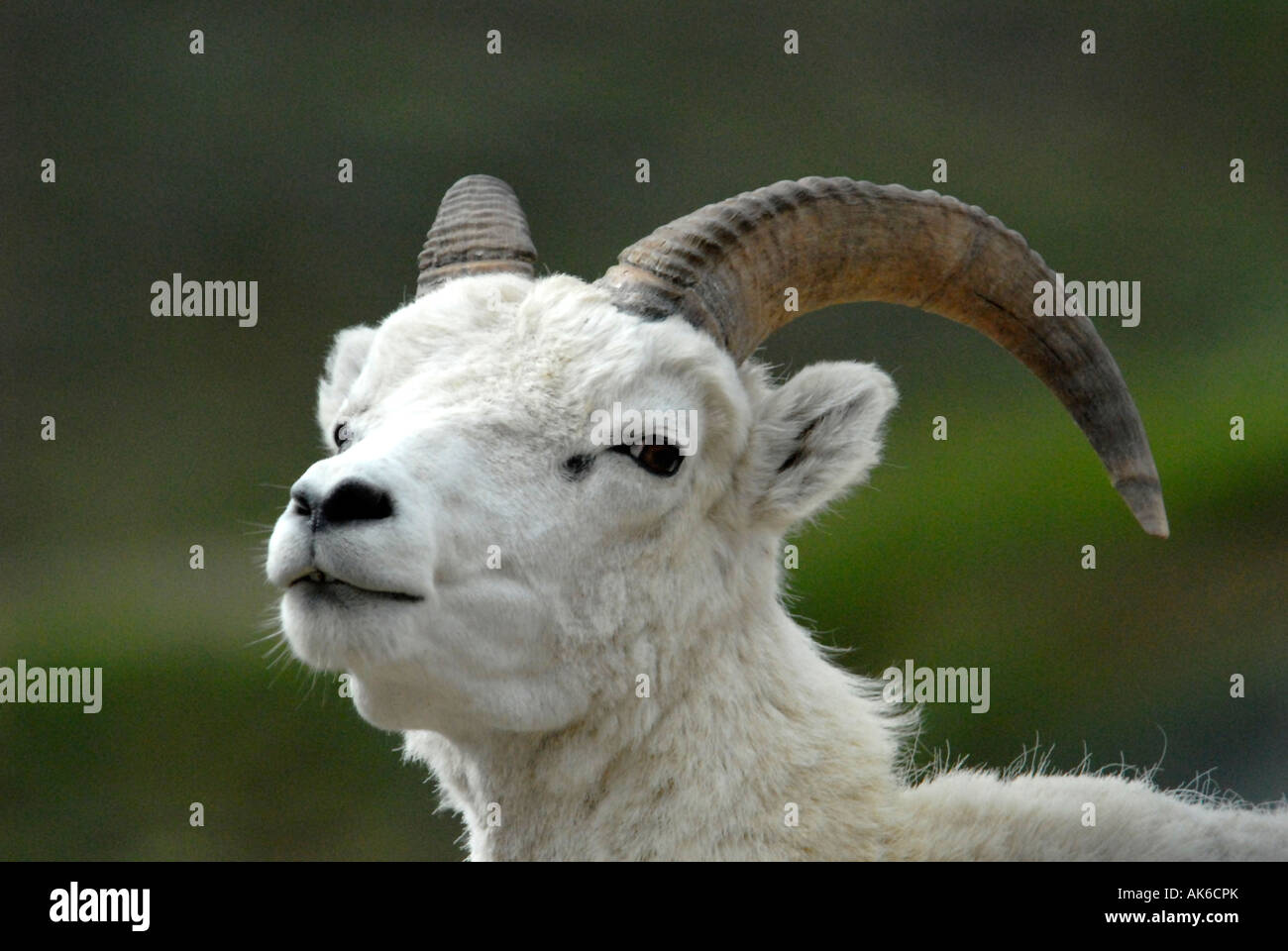 A Dall Sheep in Denali National Park and Preserve, Alaska, USA. Stock Photo