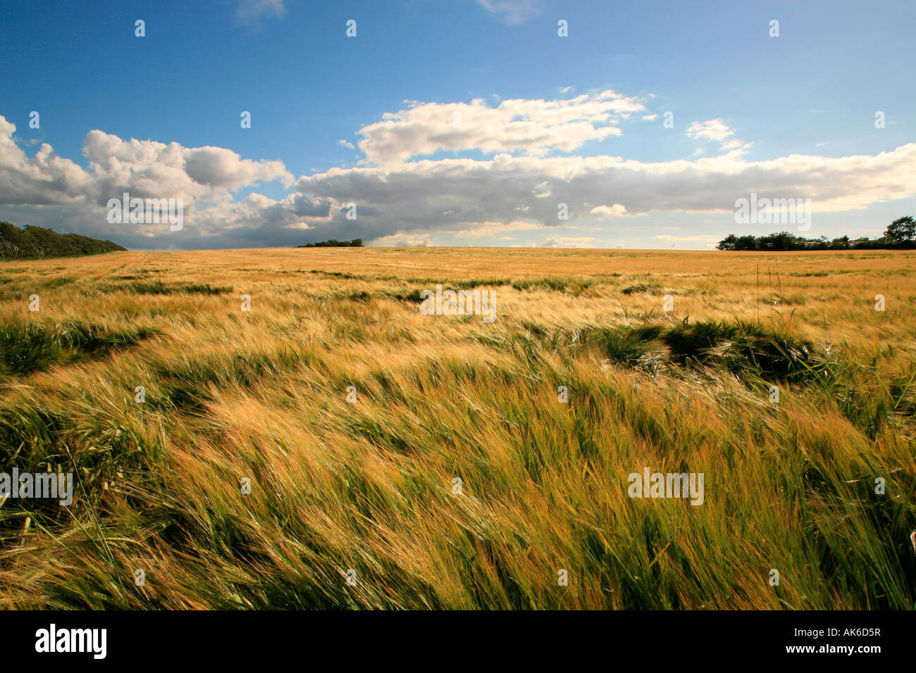 golden cornfield, barley in the warm light of the sun in Denmark, Hordeum Stock Photo