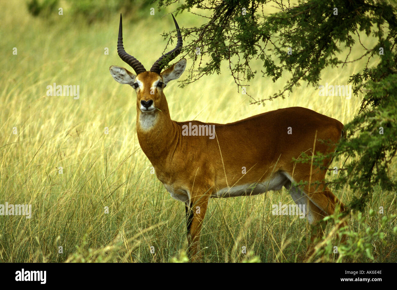 Adenota hi-res stock photography and images - Alamy
