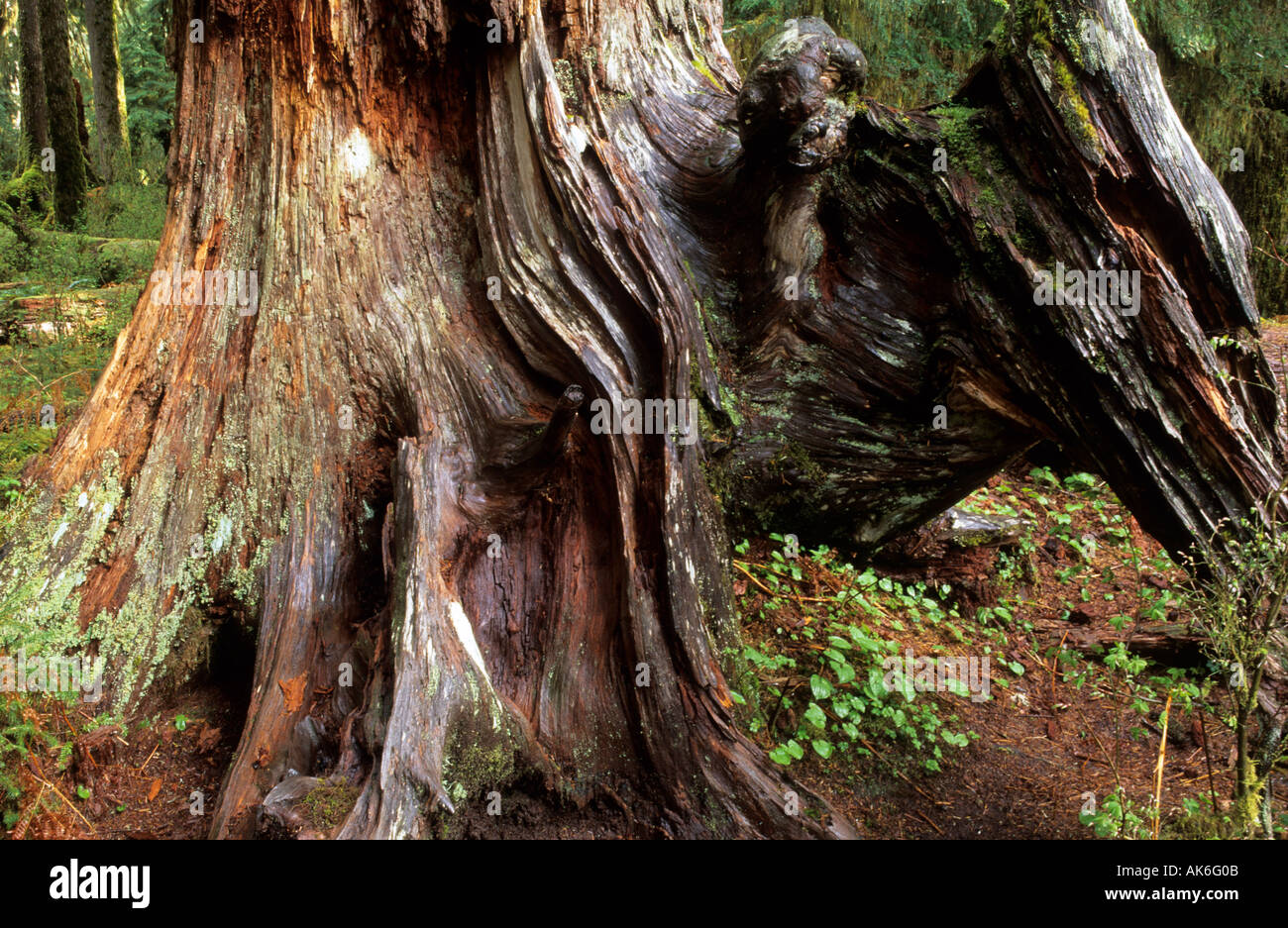 old tree trunk of a western red cedar in Hoh Rainforest of Olympic Nationalpark Stock Photo