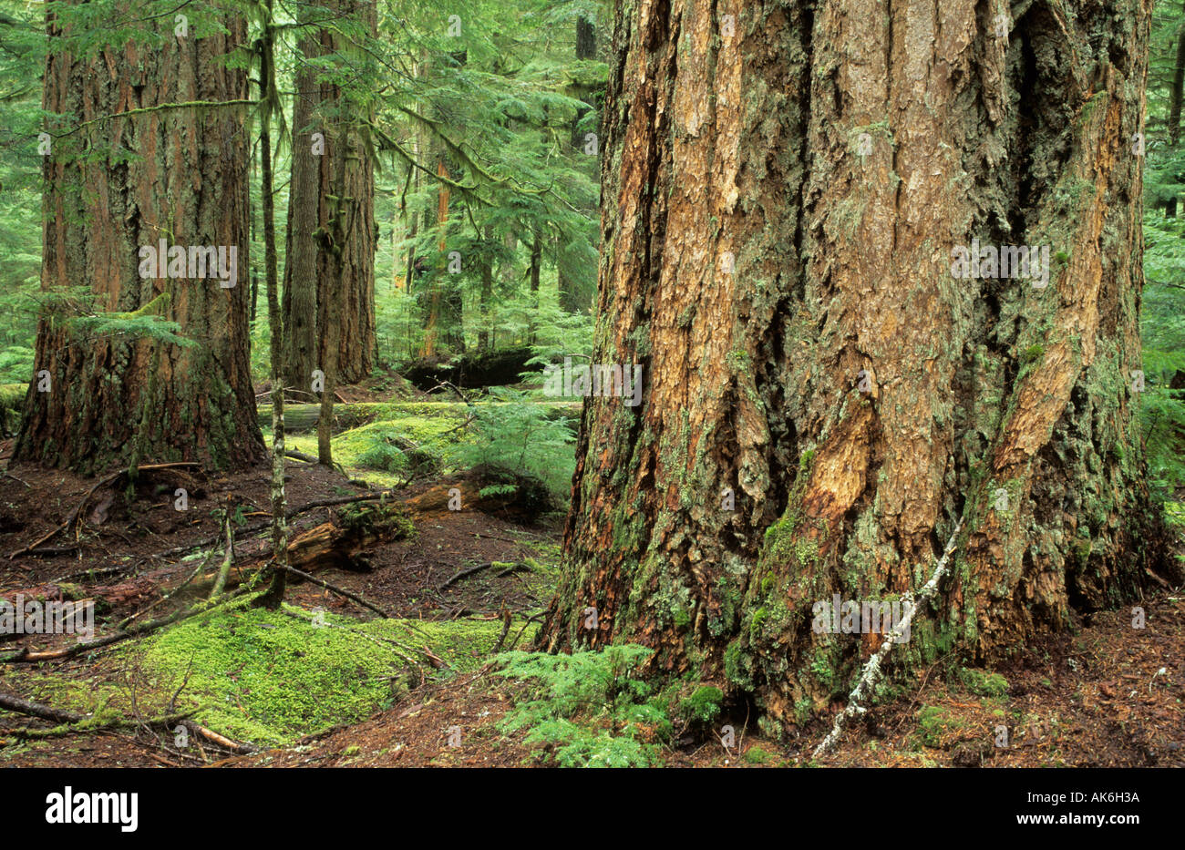 Douglas fir in the temperate rainforest of Mount Rainier National Park Stock Photo