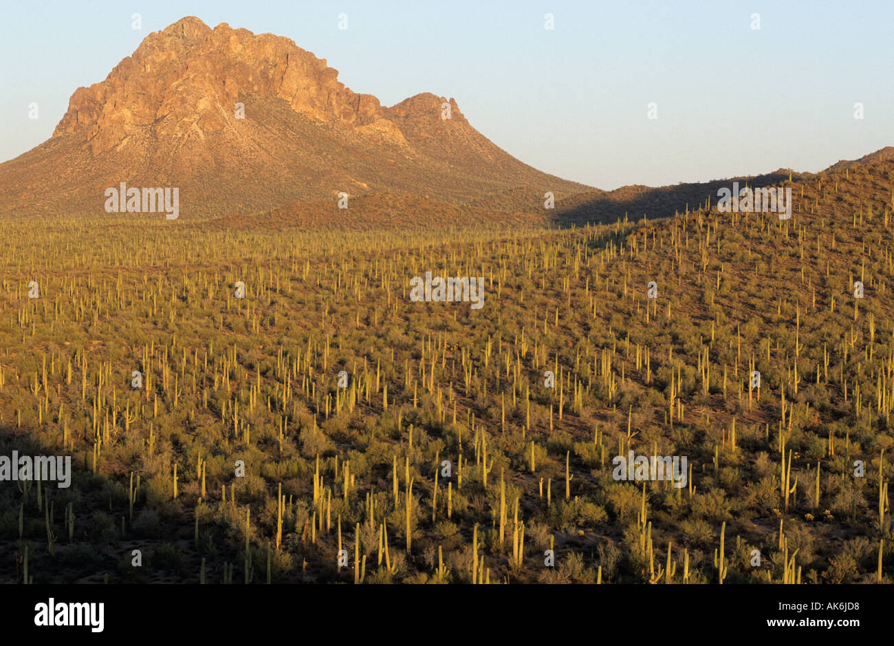 valley with many Saguaro cacti at Ironwood National Monument Stock Photo