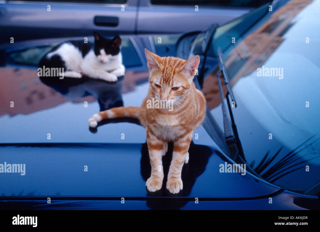 Sitting on bonnet hi-res stock photography and images - Page 11 - Alamy