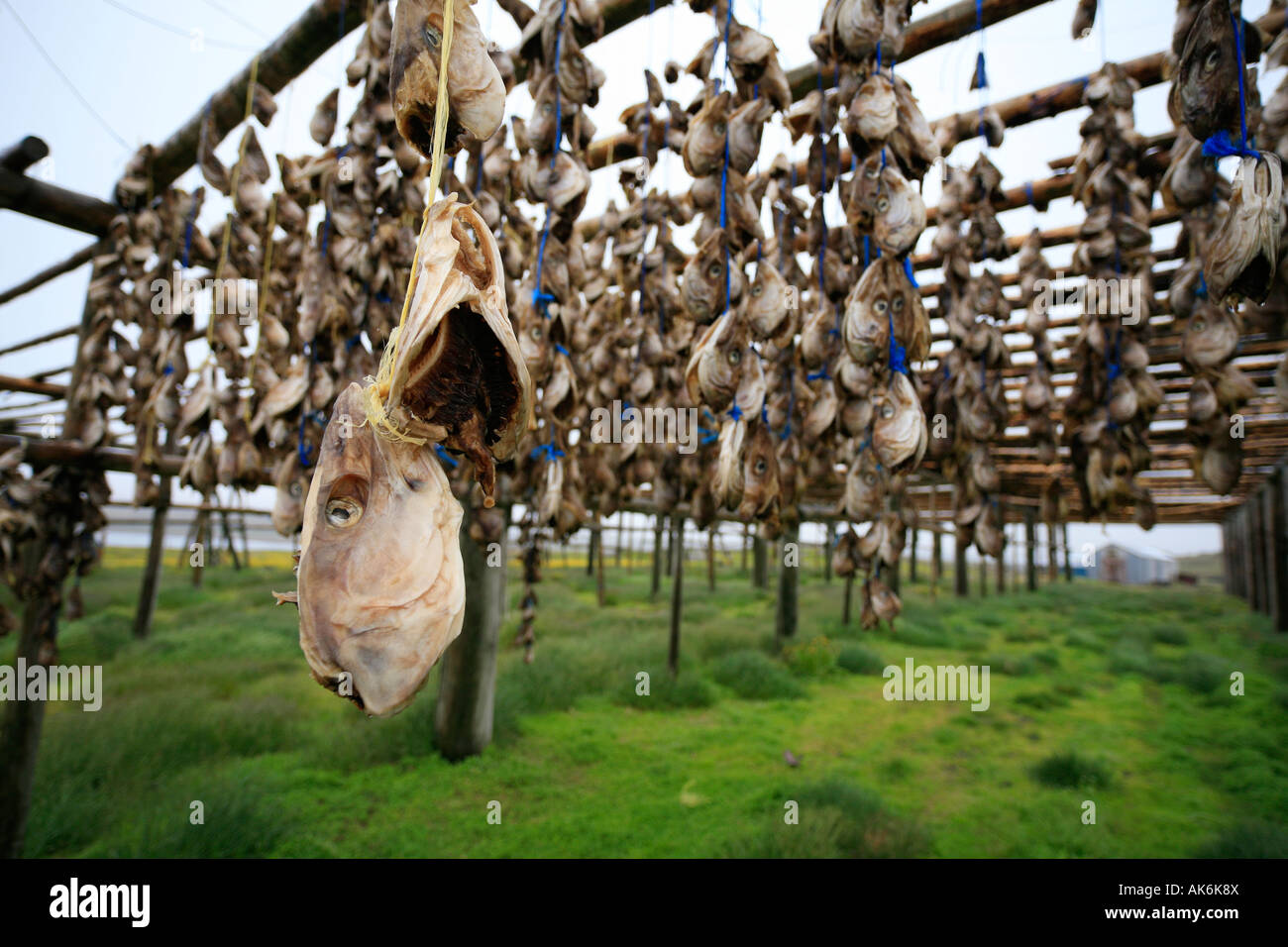 dried cod heads hanging on drying rack in Iceland, stockfishes, fish