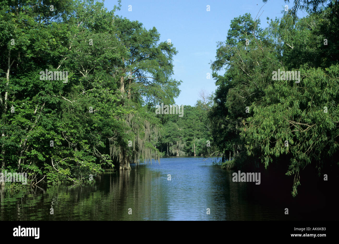 Bayou [International Collectors' Edition]