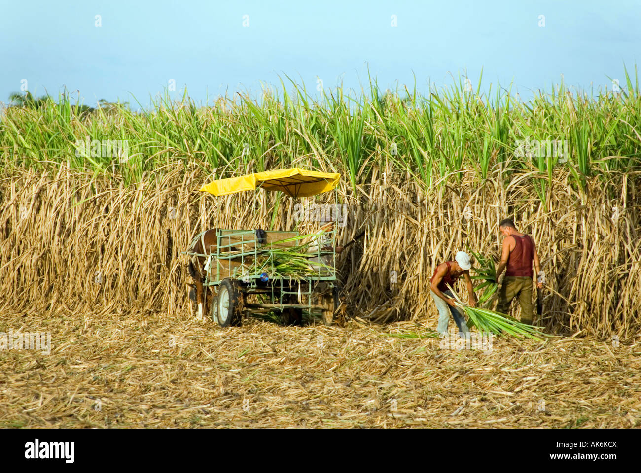 Sugarcane harvest / Cienfuegos Stock Photo