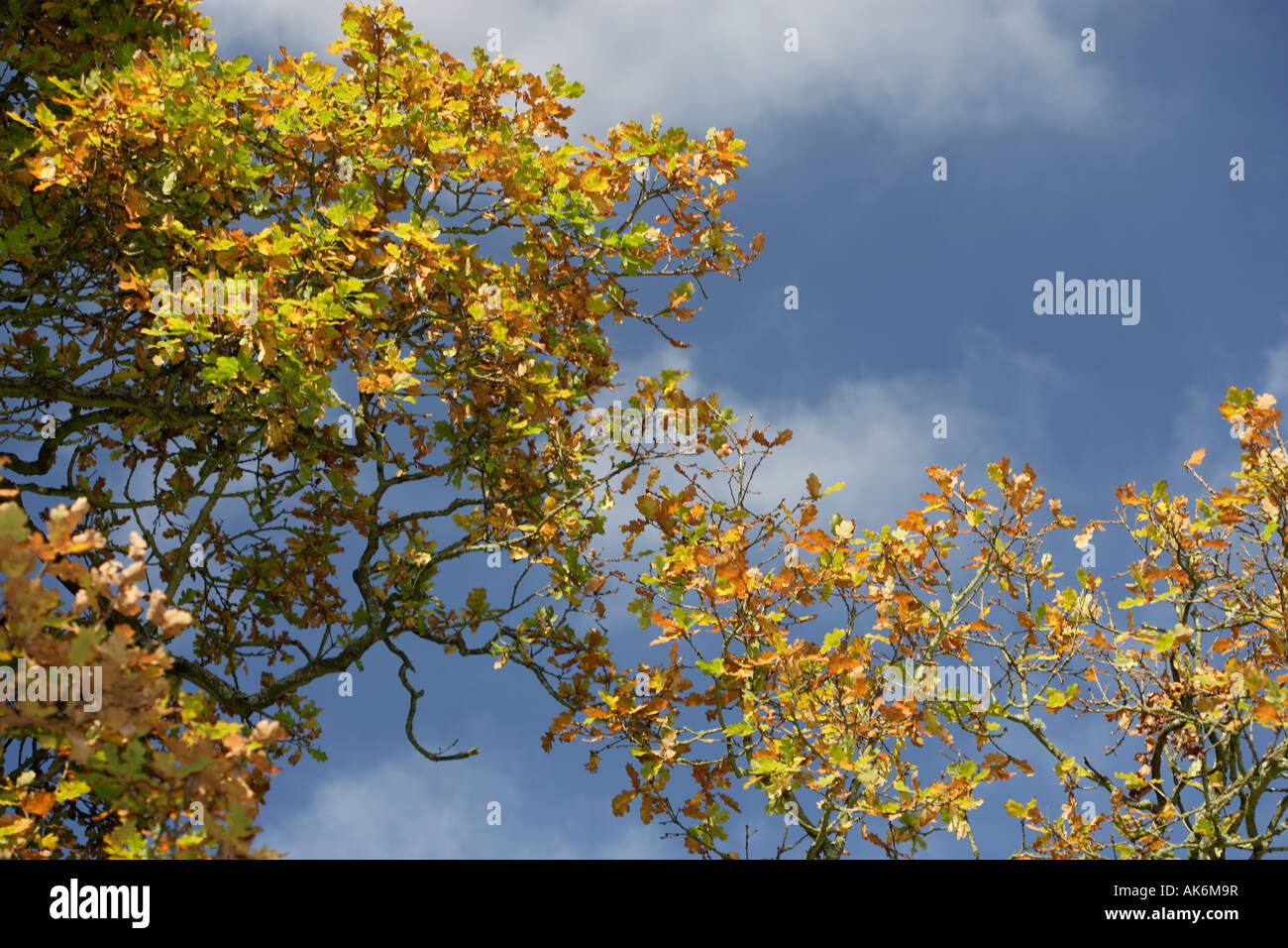 Fall color oak leaves hi-res stock photography and images - Alamy
