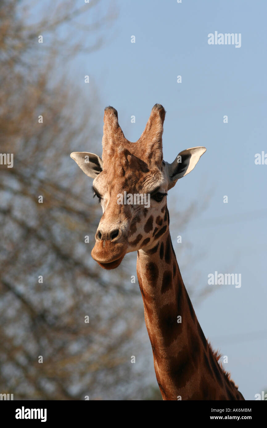rothschild giraffe Giraffa camelopardalis rothschildi Stock Photo - Alamy