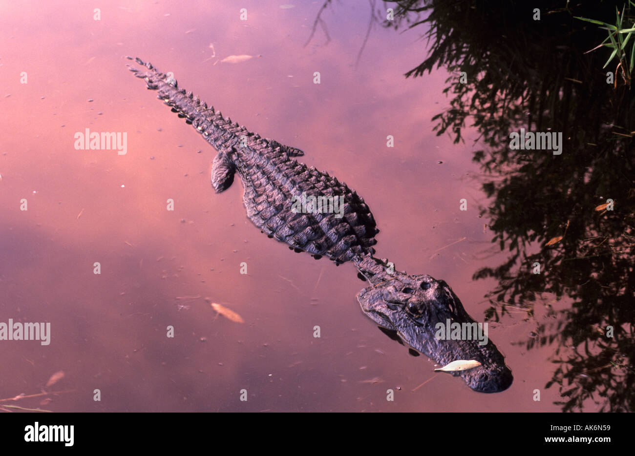 alligator of Okefenokee swamp in evening light Stock Photo - Alamy