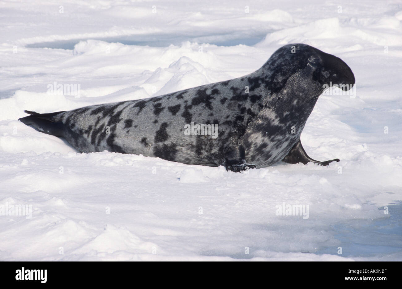 adult Hooded Seal cystophora cristata lying on packice Isles de la Madeleine Madeleine Islands Stock Photo