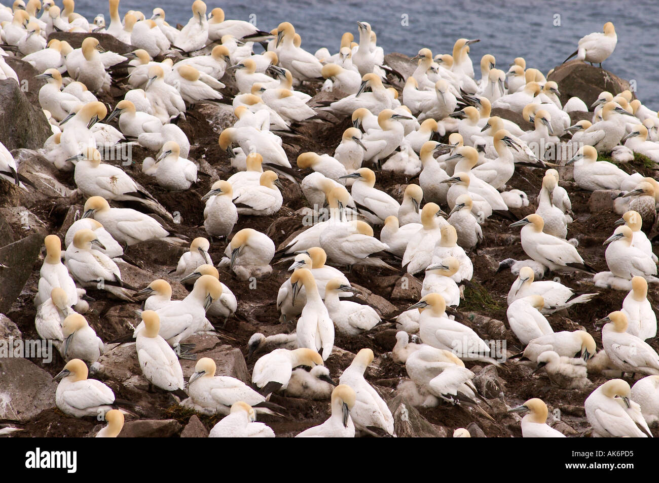 bird rocks at Cape St Mary s ecological seabird reserve Avalon