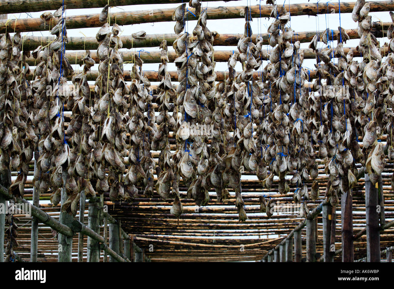 dried cod heads hanging on drying rack in Iceland, stockfishes, fish
