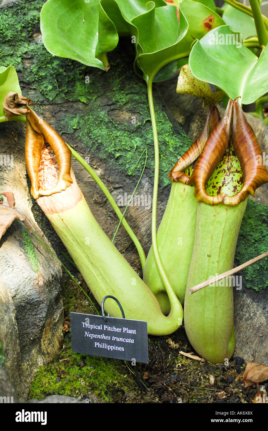 Tropical Pitcher Plant Nepenthes truncata from the Phillippines Stock Photo