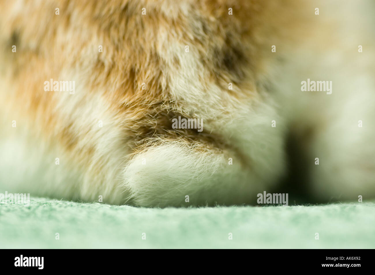 Small Rabbit Tail tail of a dwarf rabbit Stock Photo - Alamy