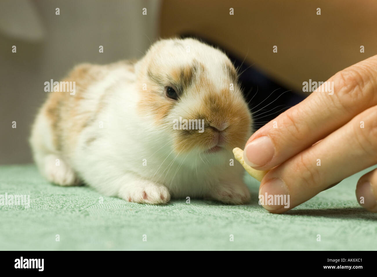 dwarf rabbit 10 days old sitting on a table Stock Photo - Alamy