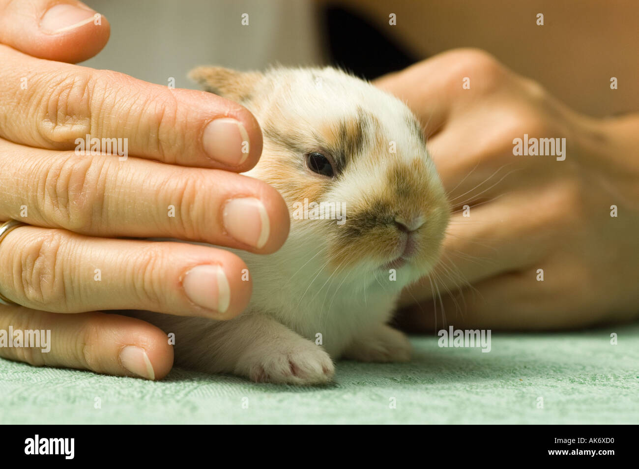 dwarf rabbit 10 days old sitting on a table Stock Photo - Alamy