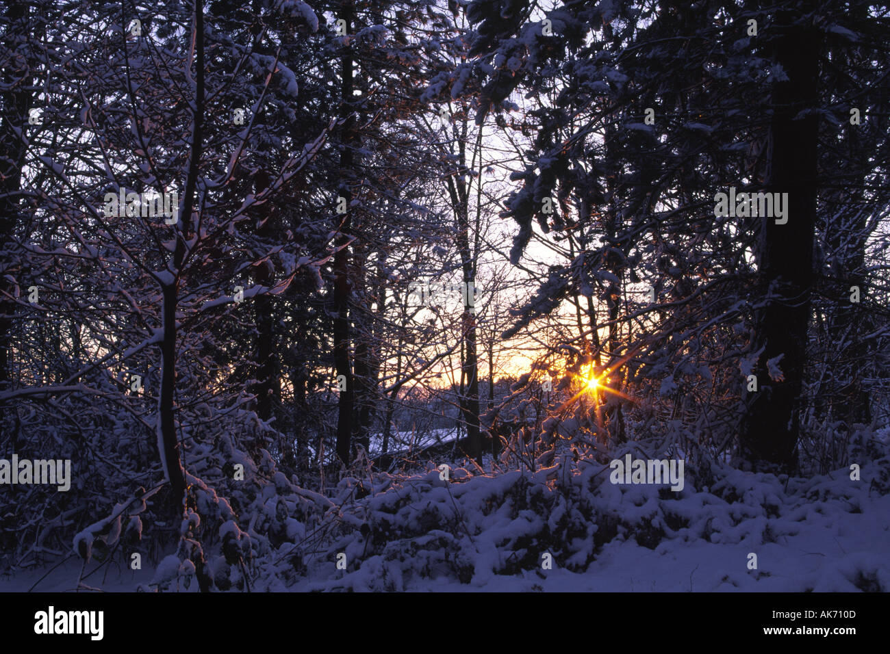 ENGLAND West Midlands Baggeridge Country Park The sun sets behind woodland covered by a winter snow fall Stock Photo