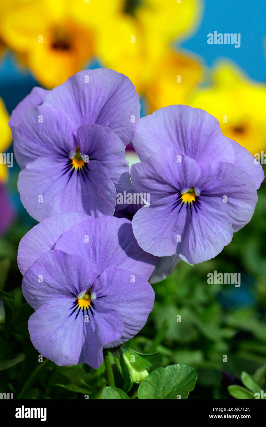 Horned Pansy Stock Photo
