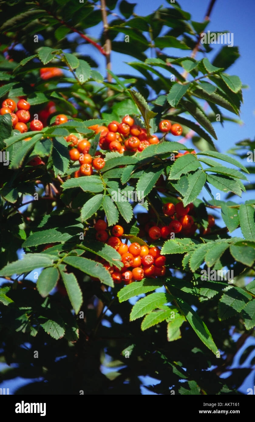 rowan tree berries and leaves kilmartin glen by lochgilphead scotland europe Stock Photo
