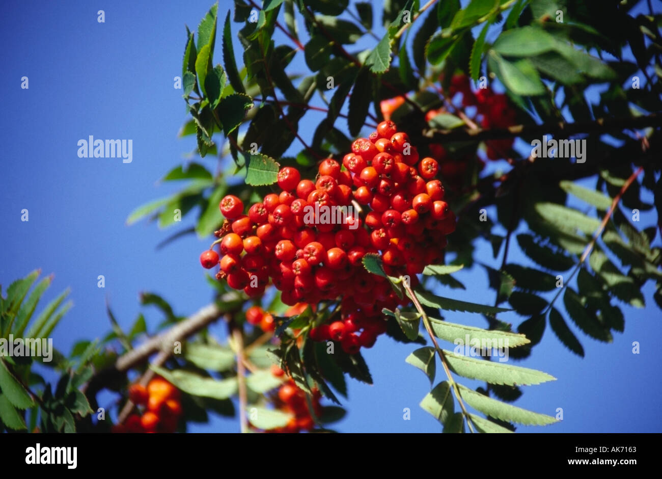 rowan tree berries kilmartin glen by lochgilphead argyll scotland Stock Photo