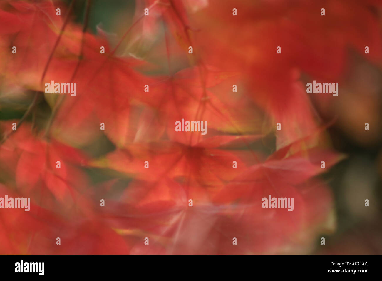 Autumn leaves blowing in wind Stock Photo