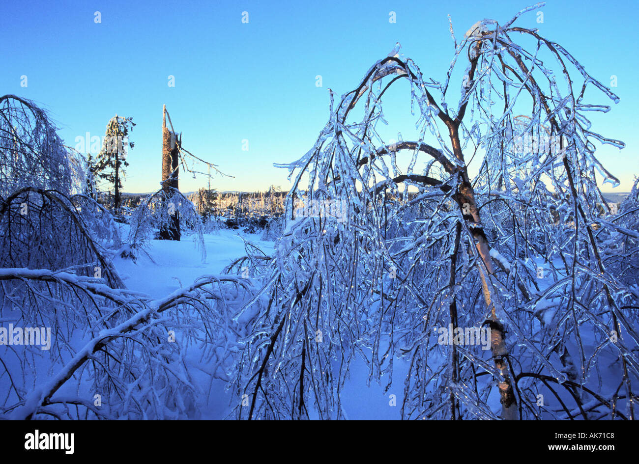 Broken tree after a storm at the Black Forest winter snow trees Baden ...